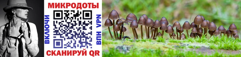 Псилоцибиновые грибы Cubensis  Выборг 